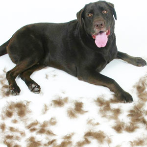 Hair Shedding In Dogs: Help Is At Hand